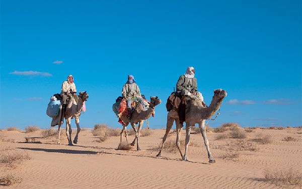 Camel Riders