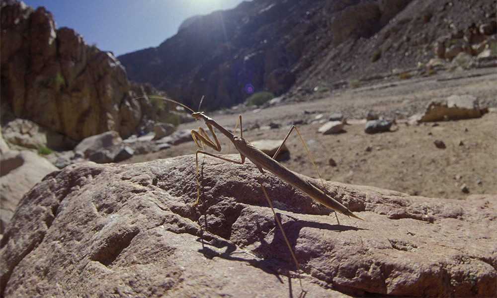 Desert